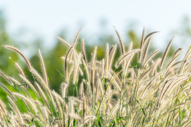 Natur des Grasfeldes und der Blume des Grases auf Wiesengrünfarbstoff üppig