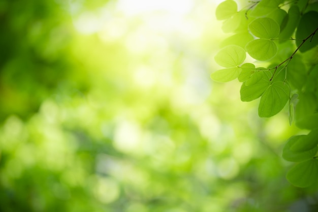 Natur des grünen Blattes im Garten im Sommer. Natürliche grüne Blätter Pflanzen, die als Frühlingshintergrund Deckblatt Grün Umwelt Ökologie Wallpaper verwenden