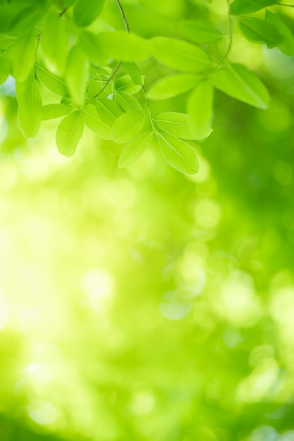 Foto natur des grünen blattes im garten im sommer. natürliche grüne blätter pflanzen, die als frühlingshintergrund deckblatt grün umwelt ökologie wallpaper verwenden