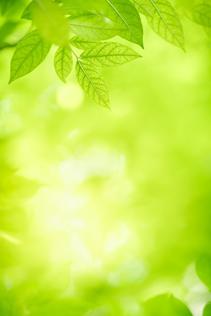 Foto natur des grünen blattes im garten im sommer. natürliche grüne blätter pflanzen, die als frühlingshintergrund deckblatt grün umwelt ökologie wallpaper verwenden
