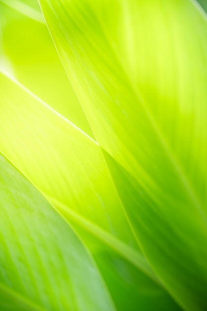 Foto natur des grünen blattes im garten im sommer. natürliche grüne blätter pflanzen, die als frühlingshintergrund deckblatt grün umwelt ökologie wallpaper verwenden