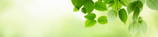 Foto natur des grünen blattes im garten im sommer. natürliche grüne blätter pflanzen, die als frühlingshintergrund deckblatt grün umwelt ökologie wallpaper verwenden