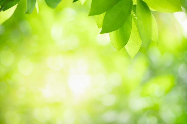 Foto natur des grünen blattes im garten im sommer. natürliche grüne blätter pflanzen, die als frühlingshintergrund deckblatt grün umwelt ökologie wallpaper verwenden