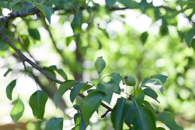 Natur des grünen Blattes im Garten im Sommer Natürliche grüne Blätter Pflanzen, die als Frühlingshintergrund Deckblatt Umweltökologie oder grüne Tapete verwenden