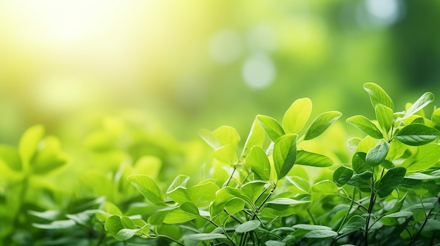 Natur des grünen Blattes im Garten im Sommer natürliches Grün