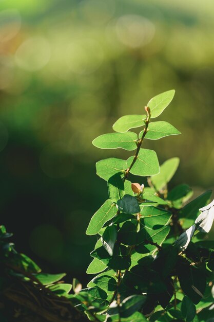 Natur des grünen Blattes im schönen Garten Tropische Waldökologie und natürlicher grüner Hintergrund Natürliche grüne Blätter Pflanzen Hintergrund Deckblatt Umweltökologie oder grünes Tapetenkonzept