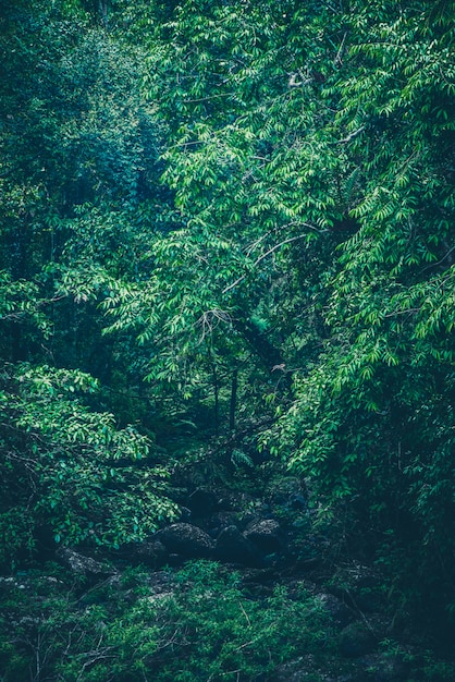 Natur des grünen Waldes, tropischer Wald im grünen Filter