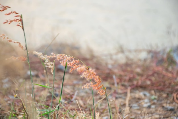 Foto natur des rasenblumengrases mit sonnenlicht