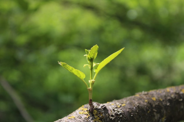 Natur Frühling Grüne Natur