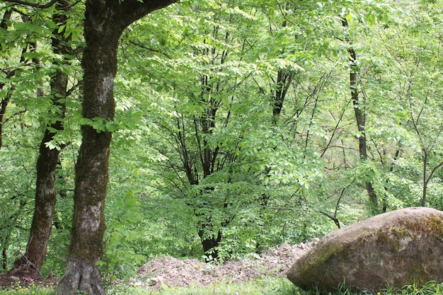 Natur Frühling Grüne Natur