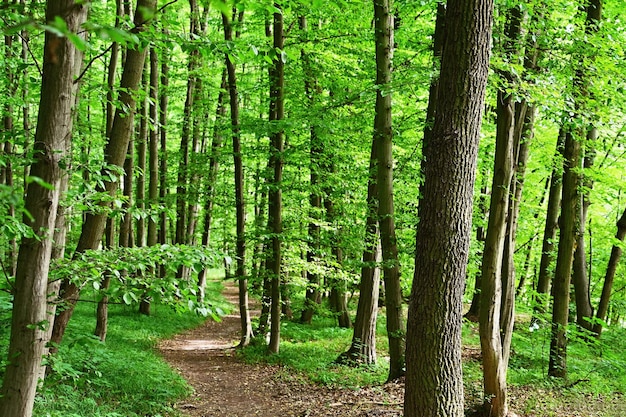 Natur grüner Hintergrund Schöner Frühlings-Laubwald mit Bäumen und Blättern Entspannung und Ruhe für die Seele Konzept für Ökologie und Natur