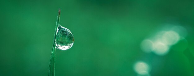 Natur grüner Hintergrund von Tau auf Gras