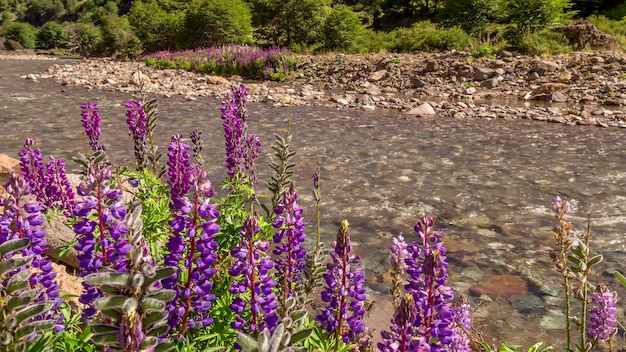 Natur-grüner Sommer-Gebirgsozean