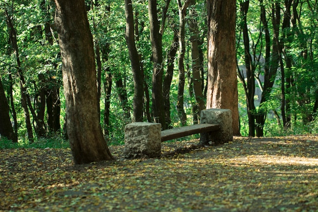 Natur. Grüner Wald an einem hellen sonnigen Tag