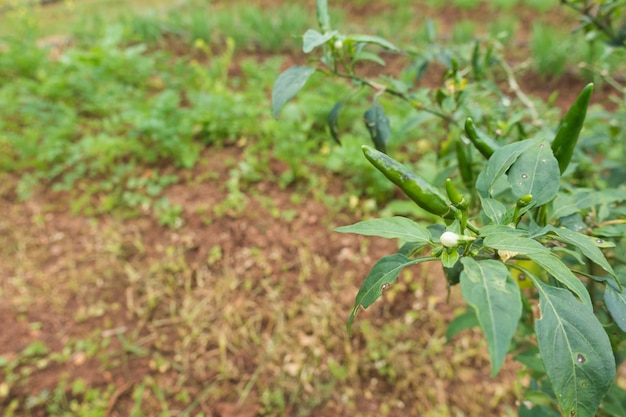 Natur grünes Konzept