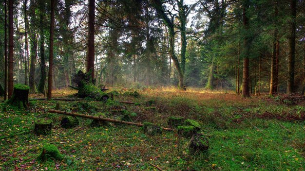 Natur-HD-Landschaftstapete