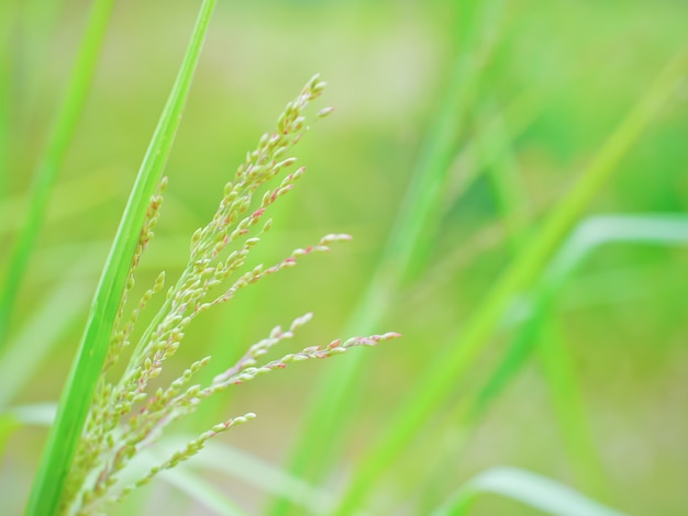 Natur Hintergrund Gras Blumen roh mit Makro-Ansicht