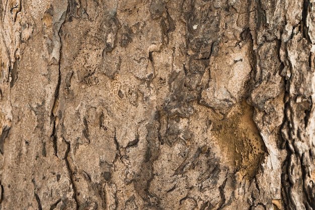 Natur Hintergrund Hölzerne Textur-3