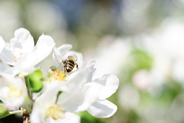 Natur-Hintergrund. Honigbiene und weiße Apfelblüten.