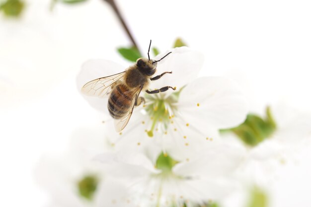 Natur-Hintergrund. Honigbiene und weiße Kirschblüten.