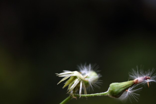 Natur Hintergrund Löwenzahn