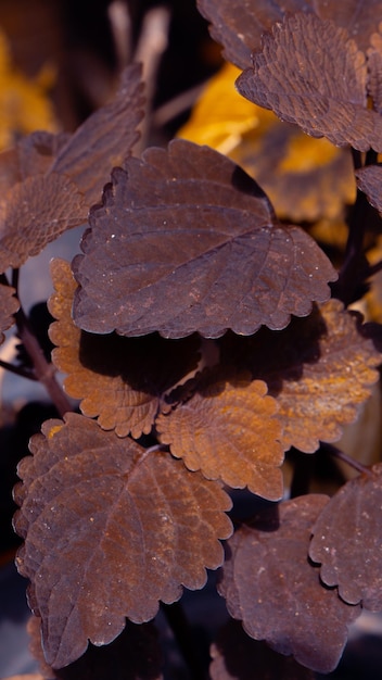 Natur Hintergrund Miana Rote Blätter