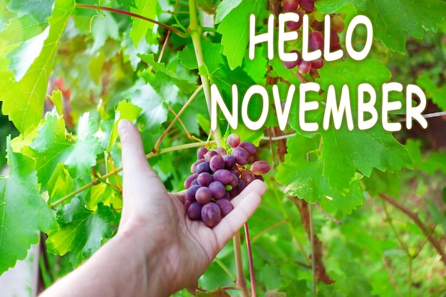 Natur-Hintergrund mit Schriftzeichen Hallo November Landwirt mit frisch gepflückter Traube schwarze reife Traube