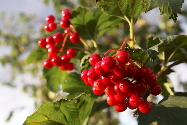 Natur Hintergrund. Pfeil Holz. Rote reife Viburnumbeeren hängen am Busch. Viburnumbusch