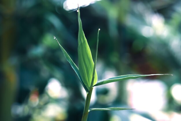 Natur Hintergrund