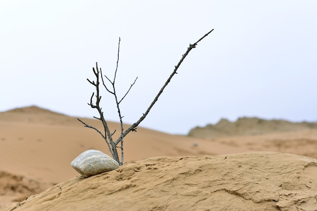 Natur Ikebana