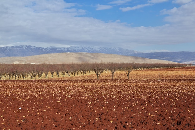 Natur im Bekaa-Tal des Libanon