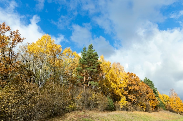 Natur im Herbst, Bäume und Natur im Herbst des Jahres, vergilbte Vegetation und Bäume