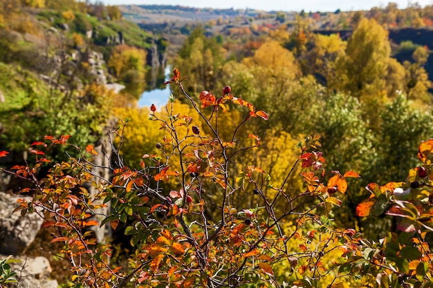 Natur im Herbst der Buchenschlucht Ukraine Interessante Orte und Reisen in der Ukraine