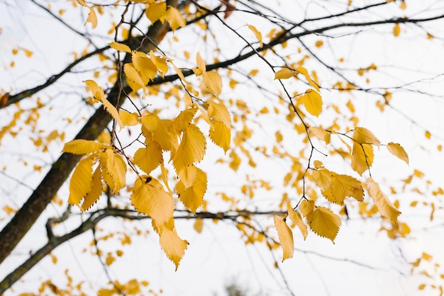 Natur im Herbst. Die Blätter sind an einem sonnigen Tag auf einem Ast gegen den Himmel gelb.