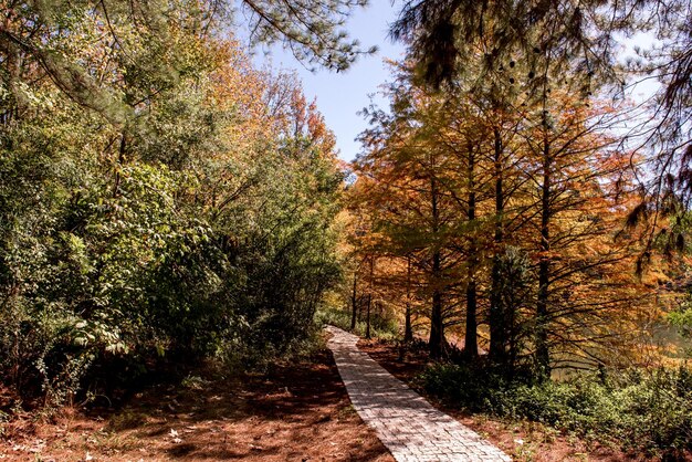 Natur im Herbst Naturspaziergang Licht durch die Kiefern