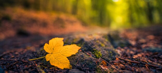 Natur im Herbstwald. Abstraktes orangefarbenes Blatt der Nahaufnahme auf Felsen auf Waldweg. Naturpanorama