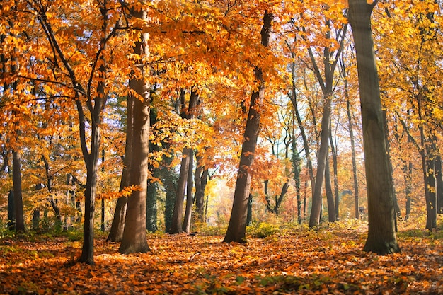 Natur im Herbstwald. Bunter Wald des lebhaften Morgens mit Sonnenstrahlen, bunte Baumblattlandschaft