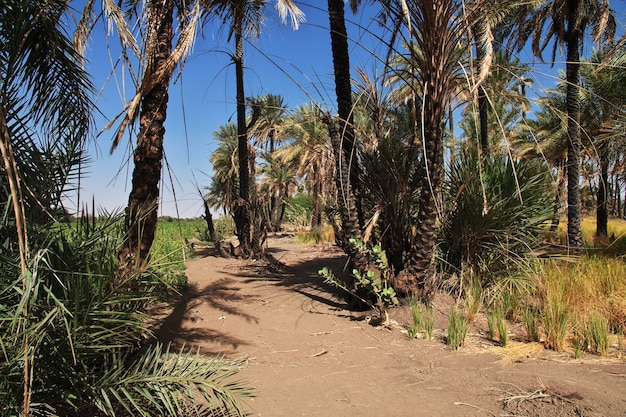 Natur im kleinen Dorf am Nil, Sudan