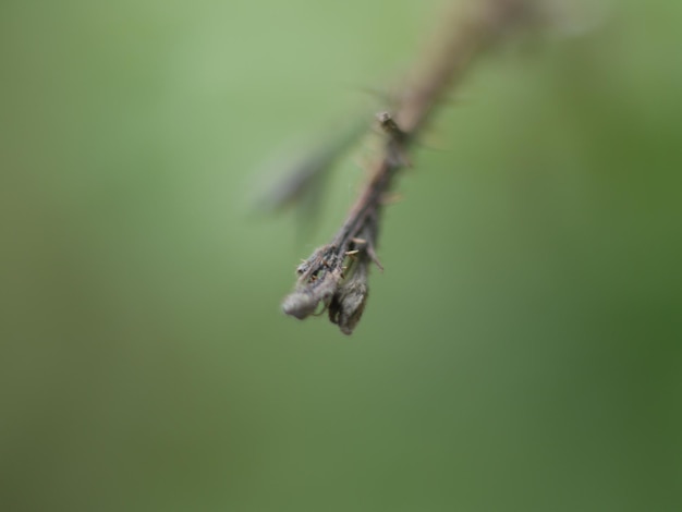 Foto natur im wald deutschland