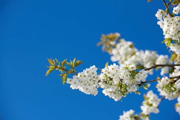 Natur in Dänemark Frühlingsfotos