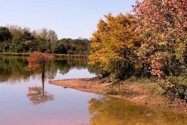 Natur in Herbstbäumen mit roten Blättern und See