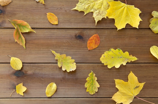 Natur-, Jahreszeiten-, Herbst- und Botanikkonzept - Set aus vielen verschiedenen gefallenen Herbstblättern auf Holzbrett