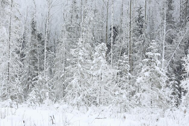 natur landschaft winterwald gefrostet