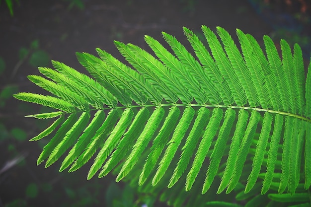 Natur, Licht, dunkel, Hintergrund