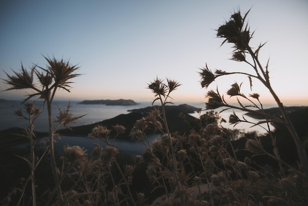 Natur mediterraner Hintergrund