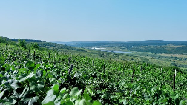 Natur mit grünem Feld und blauem Himmel