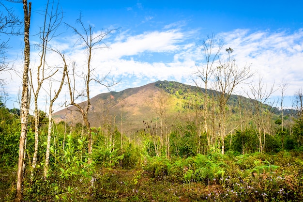 Natur mit Grünpflanze und Berg