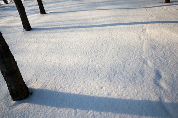 Natur nach einem Schneefall