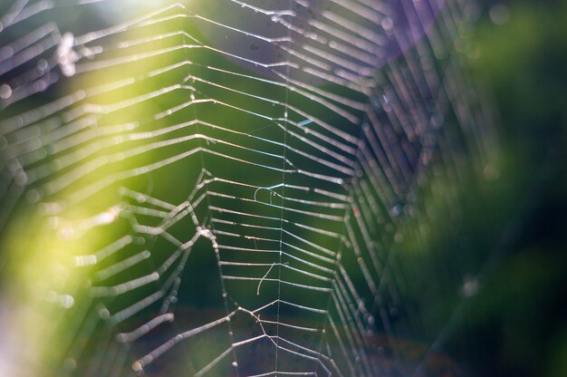 Natur, nah oben von einem Spinnennetz