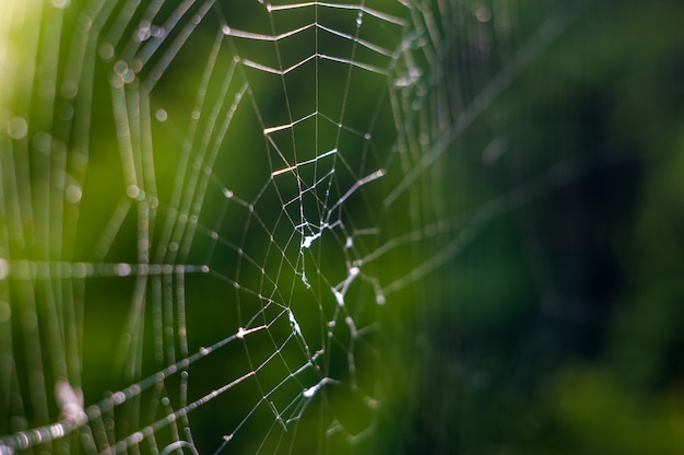 Natur, nah oben von einem Spinnennetz